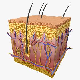 Skin Section